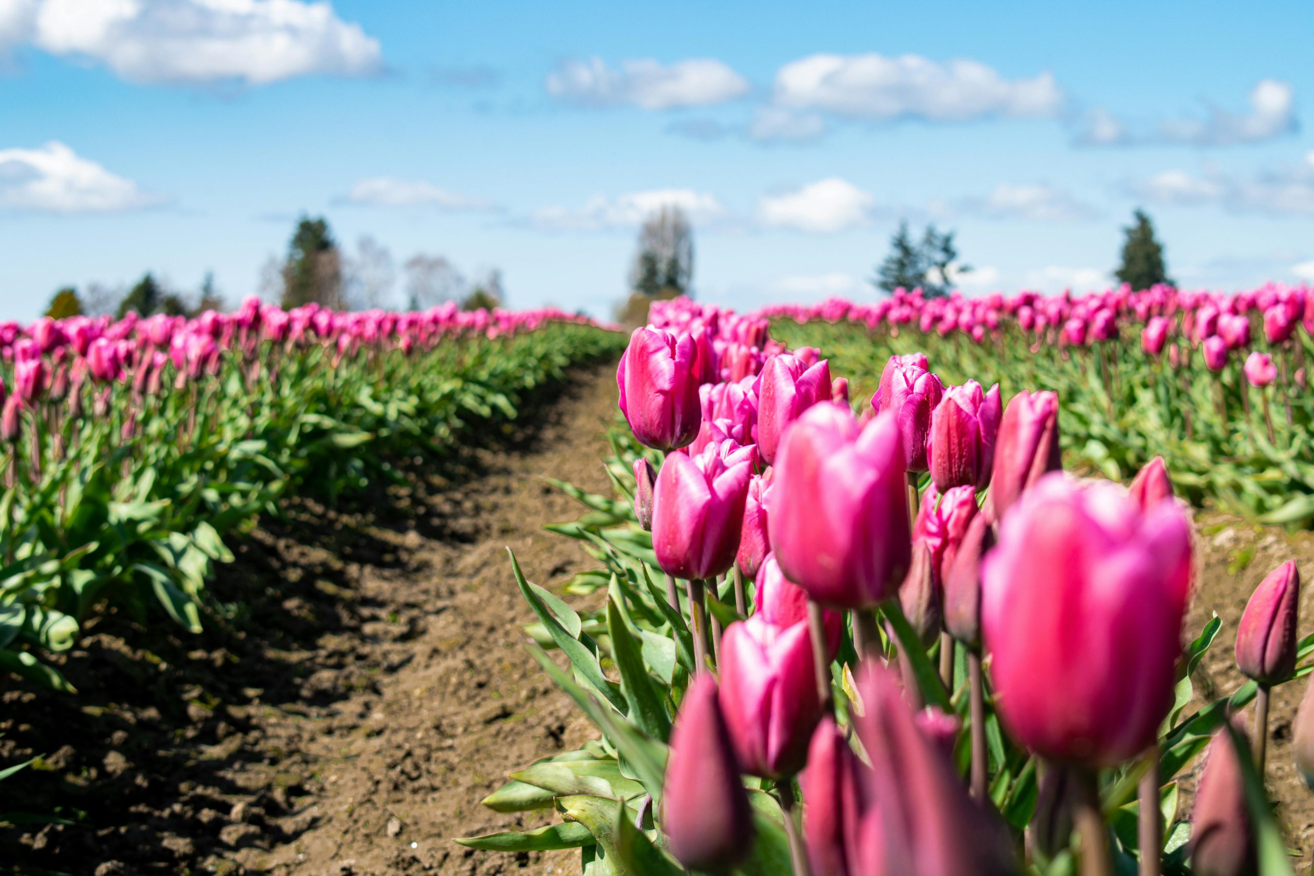 Image of Tulip Farm with Pink Tulips in a Field