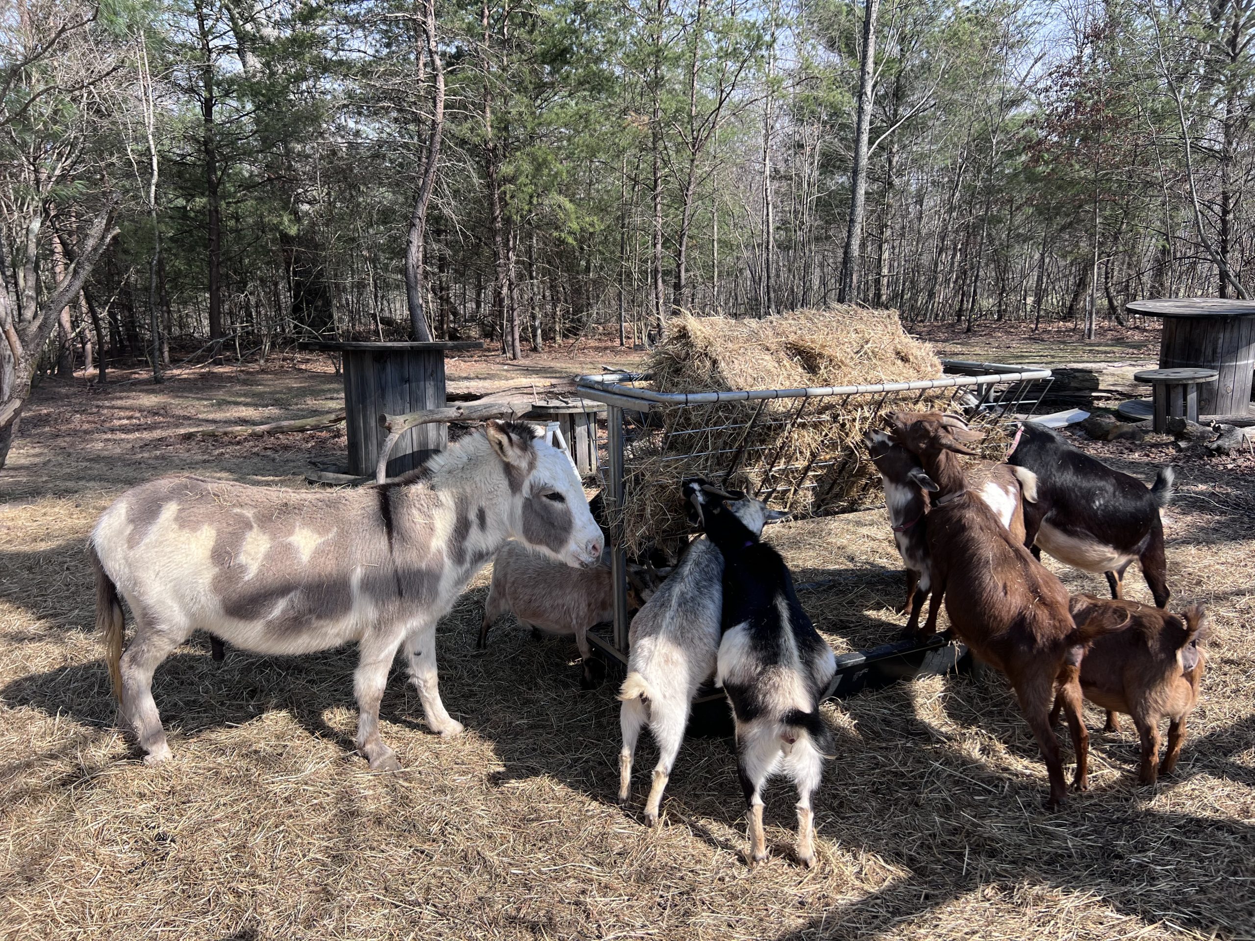 Images of the Goats at the GOAT Cafe & Soapery in Crossville, TN